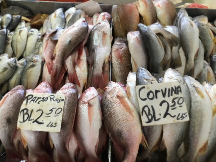 fish for sale