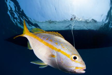 fish with line attached