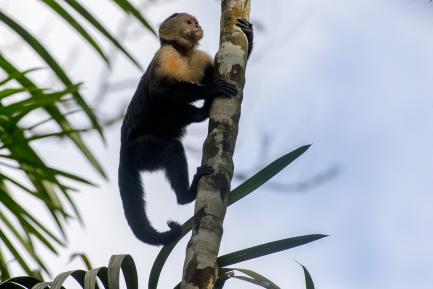 Capuchin monkey
