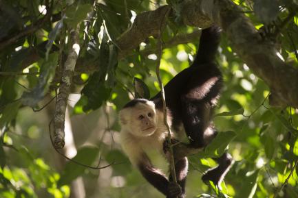 Capuchin monkey