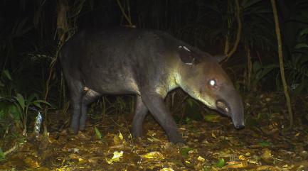 Tapir recorded by camera trap