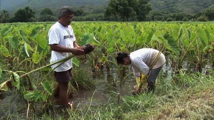 Taro Farmers