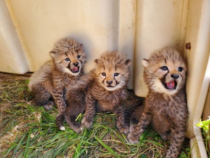 Three baby cheetah cubs
