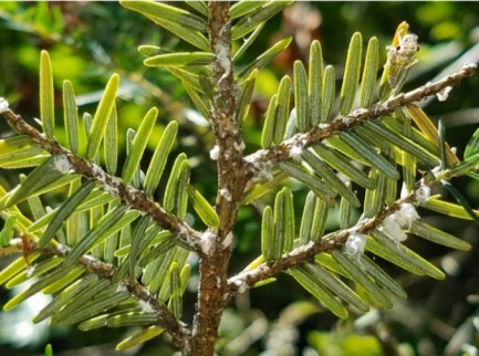 Close-up of pests on hemlock needles