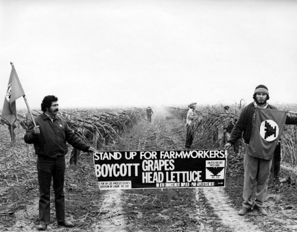 Boycott in field