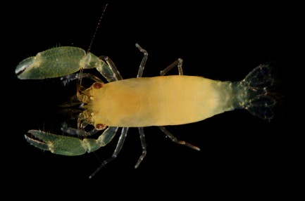 unesconia Coibensis