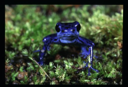 Bright blue strawberry Poison Dart Frog.