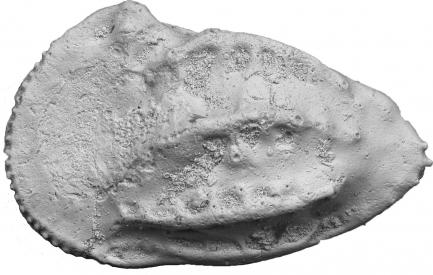 fossil