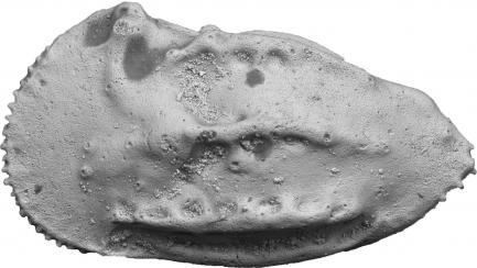 fossil