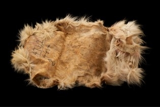 Photo of underside of tan dog pelt against black background.