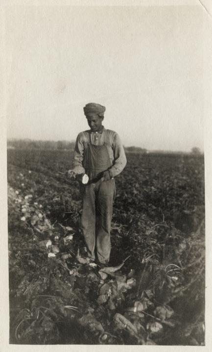 Beyond Bollywood - Worker Harvesting Beets