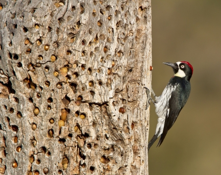 Woodpecker on a tree