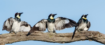 Three woodpeckers on a branch