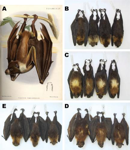 Flying foxes composite