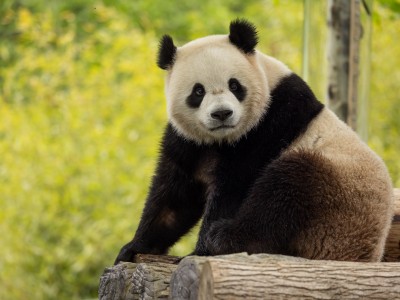 Male giant panda Bao Li in his habitat at Shenshuping Base in Wolong, China, May 16. PHOTO Roshan Patel