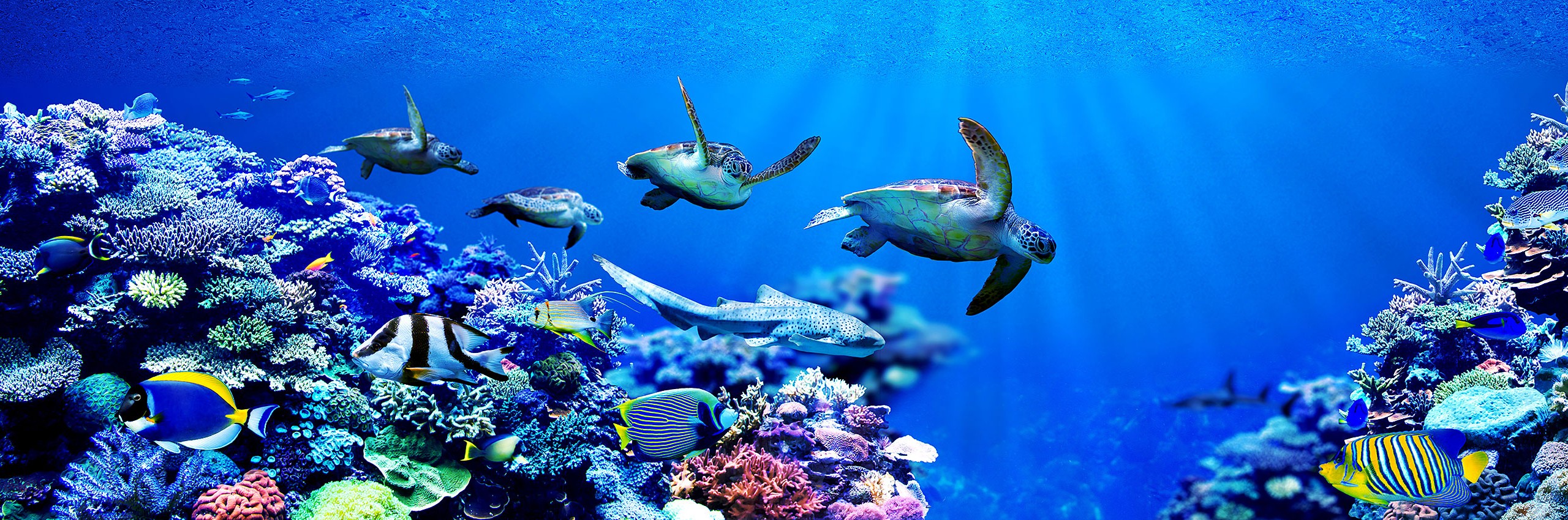 Panorama background of male Sea turtles chasing female sea turtle in beautiful coral reef with tropical fishes By Chonlasub