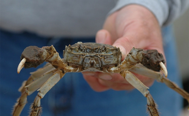 Chesapeake Bay blue crab